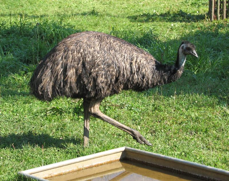Emu madár