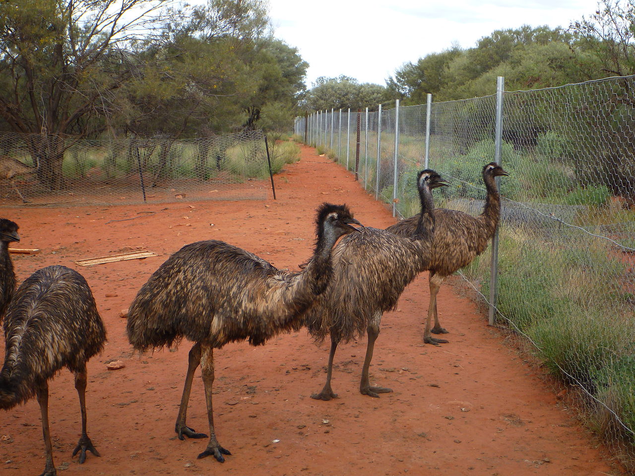 Emu auf der Farm