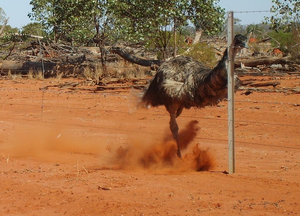 Emu strutis