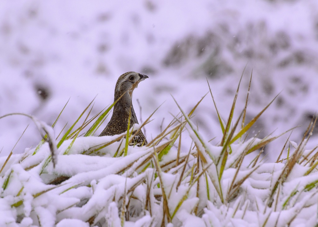 Gray partridge and the first September snow