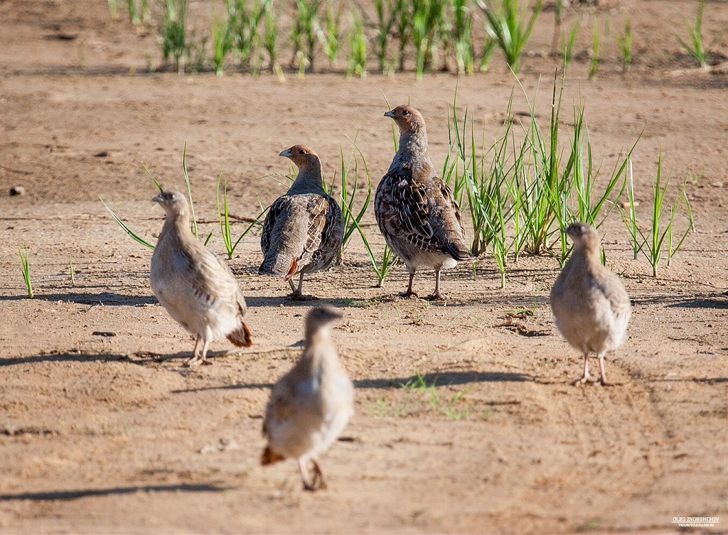 Family of partridges walking along the river bank