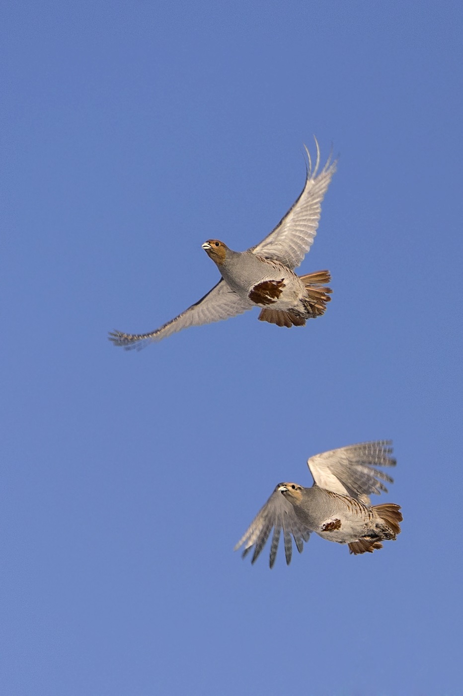 Gray partridges in flight
