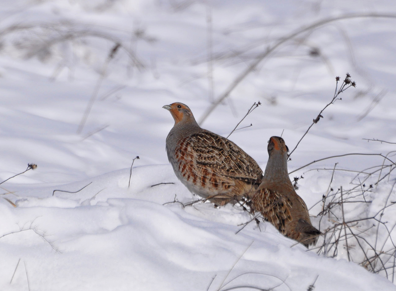 สีเทา partridges ในฤดูหนาว