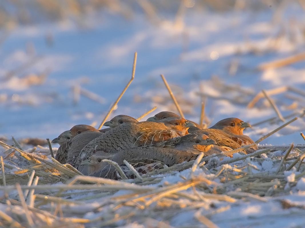 Partridges bask in the winter