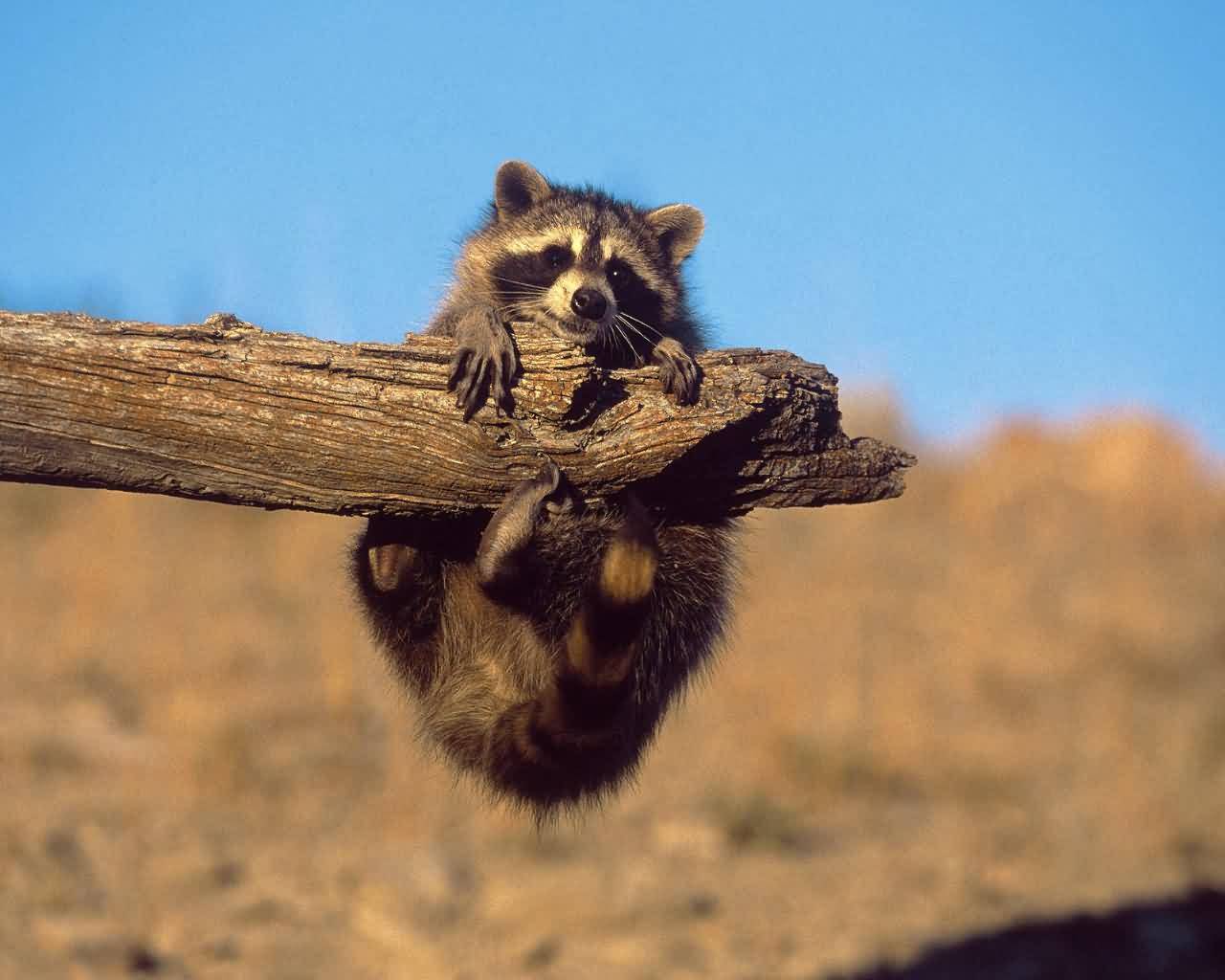 Photo of a raccoon on a branch