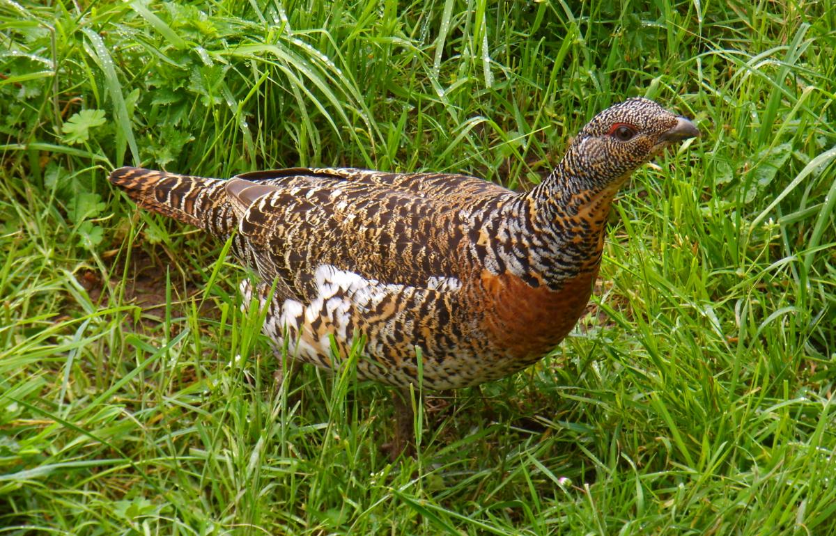 Grouse female in the grass