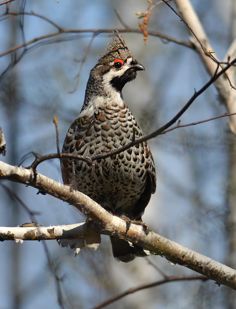 Hazel grouse among the branches of a tree in early spring