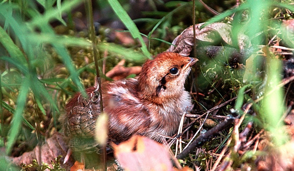Grouse chick hiding in the grass