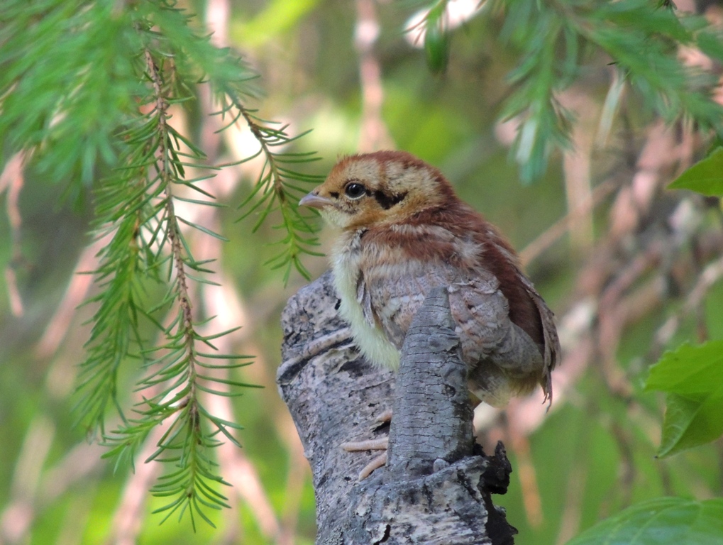 Grouse chick on a branch