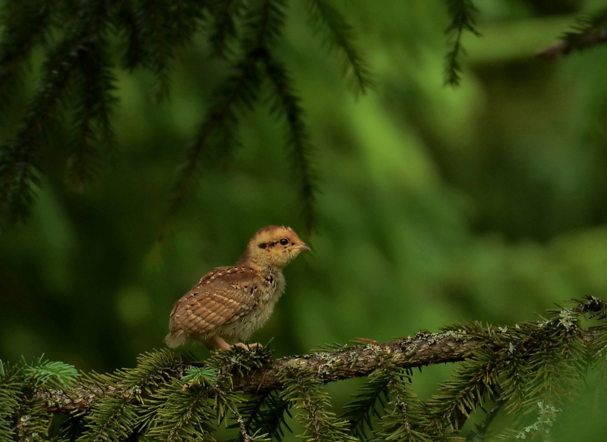 ʻO Grouse Chick