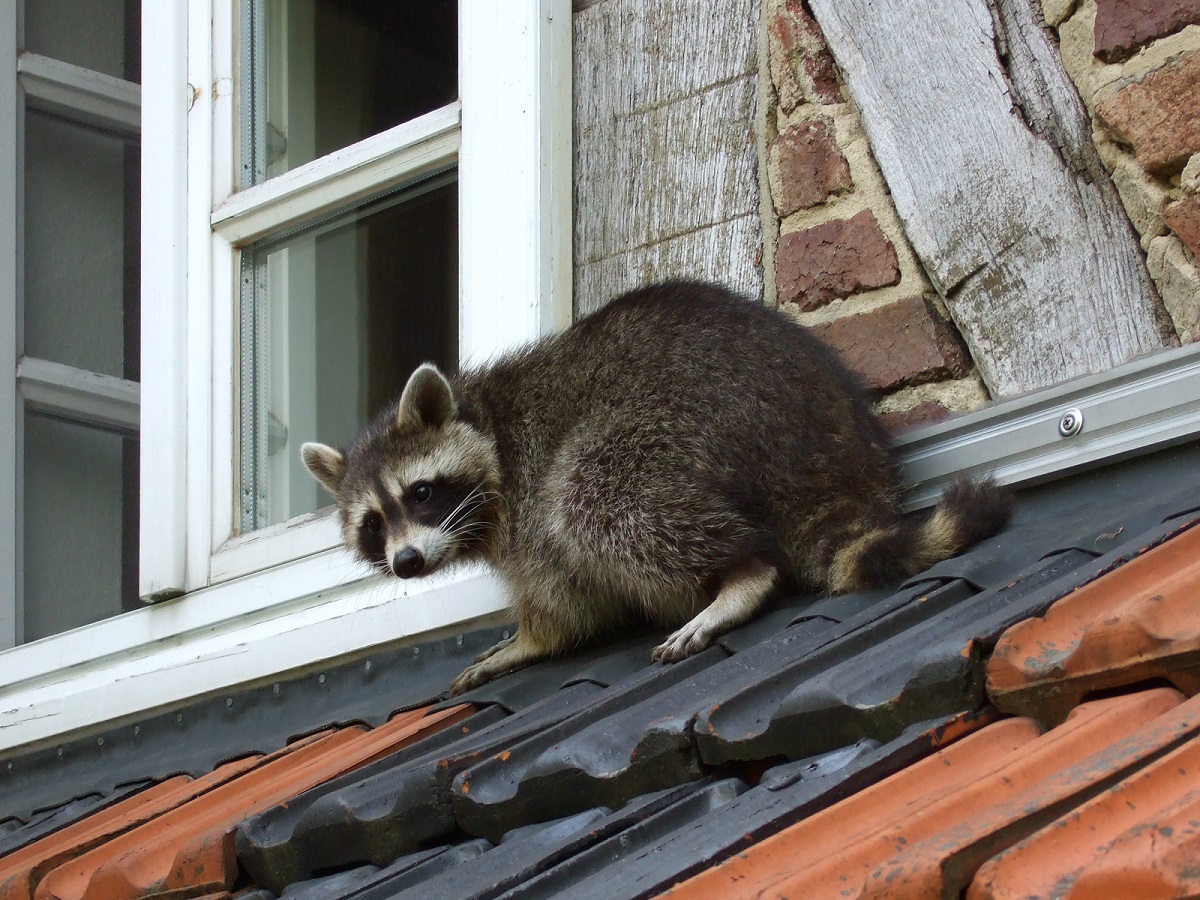 Raccoon on the roof of the house