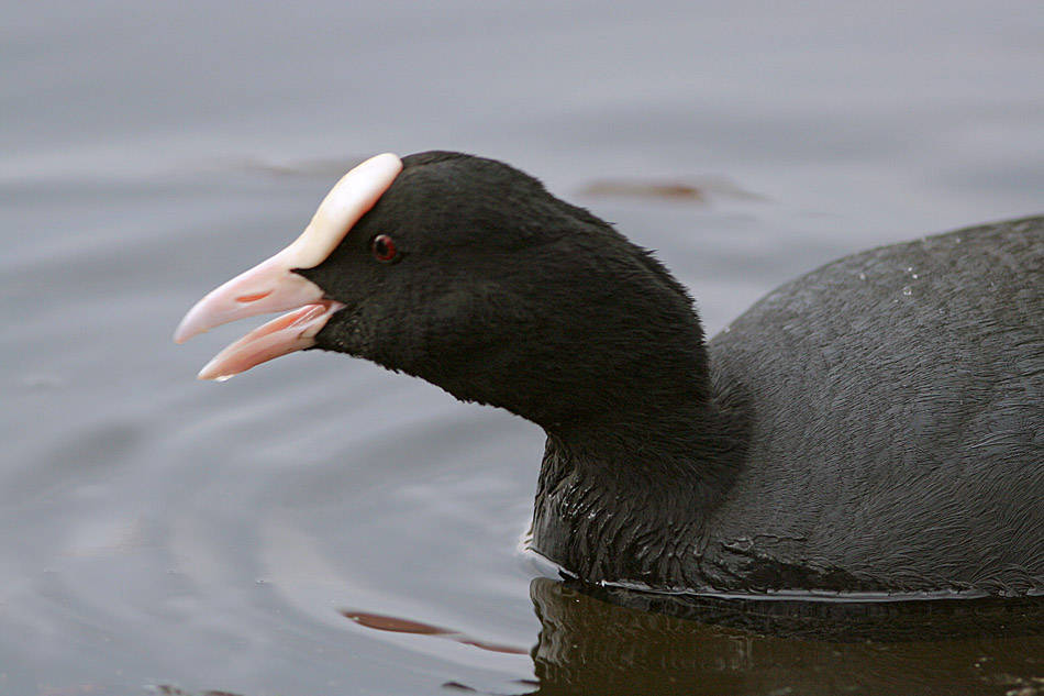 Coot hoved