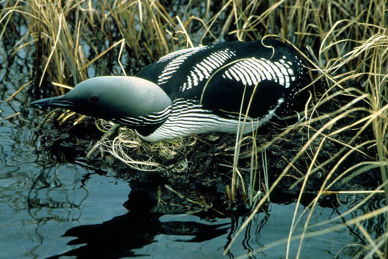Loon on the nest near the water