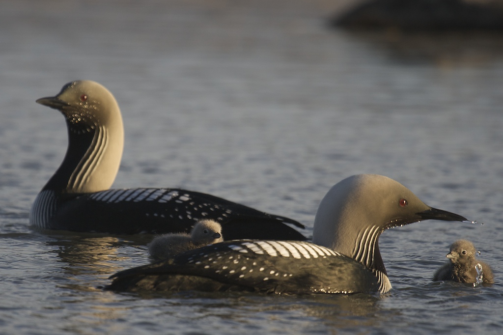 Black-throated loons with offspring on the lake