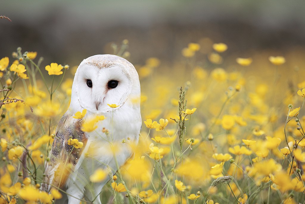 Barn owl ntawm wildflowers