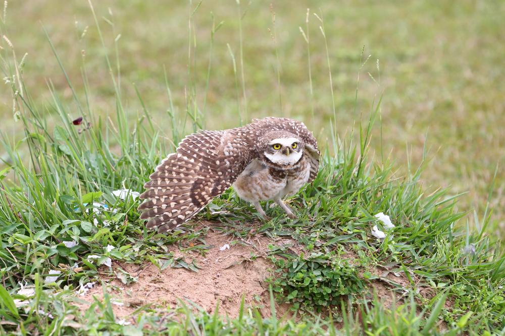 Kneppel owl op 'e grûn