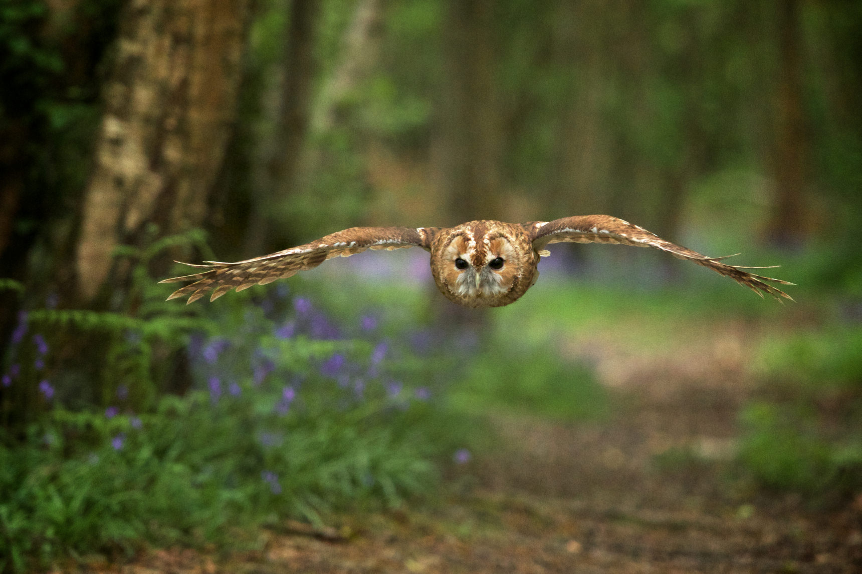 Gray owl in flight