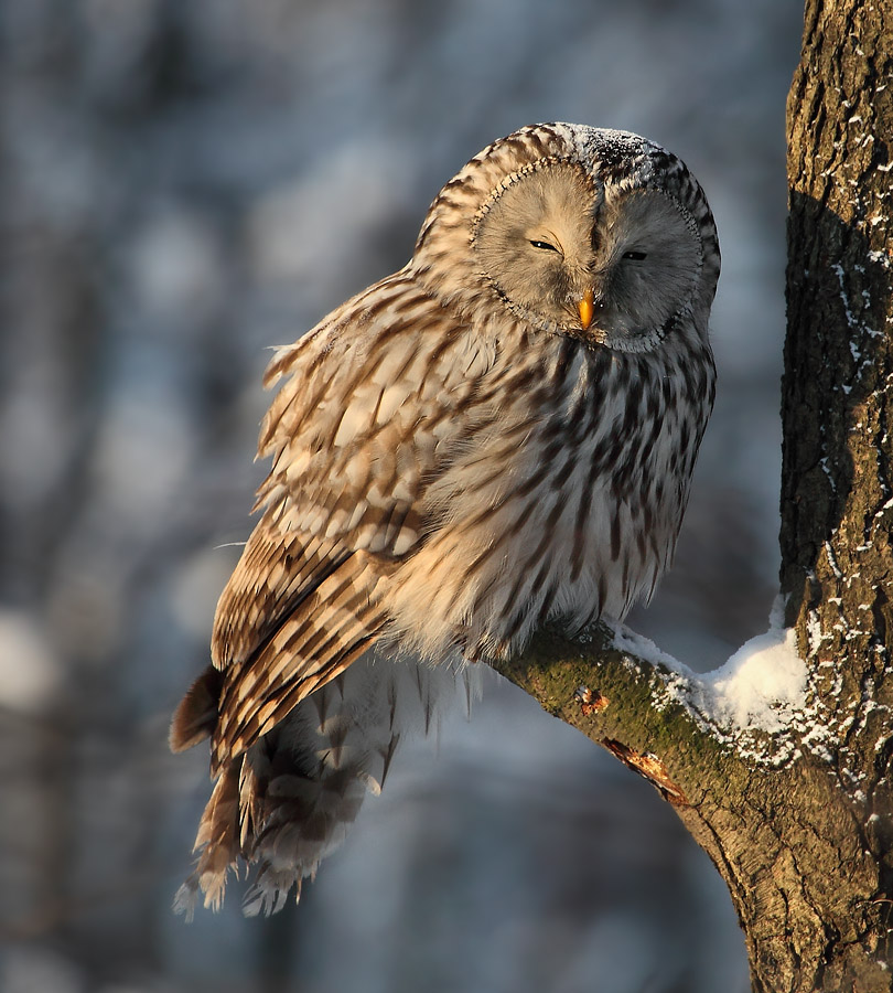Gray tawny in the winter resting