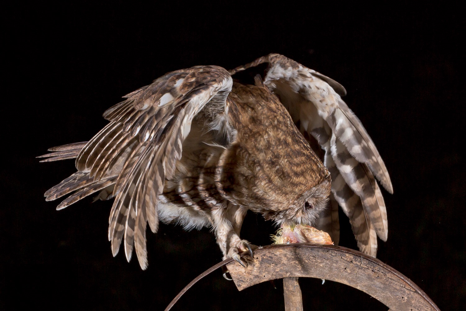 Gray Tawny jedzący ucztę pozostawioną przez fotografa