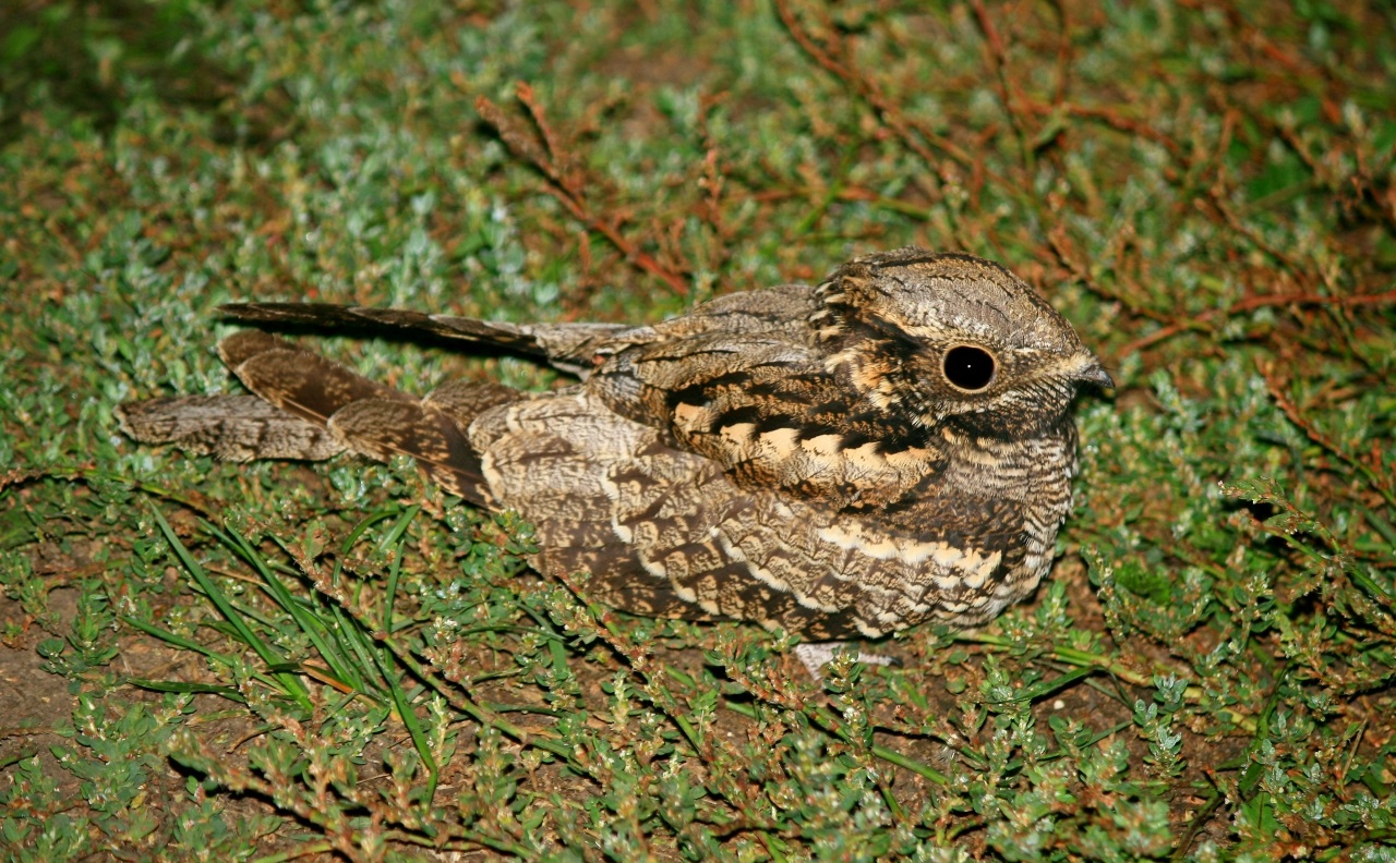 Young nightjar on a country road near Penza