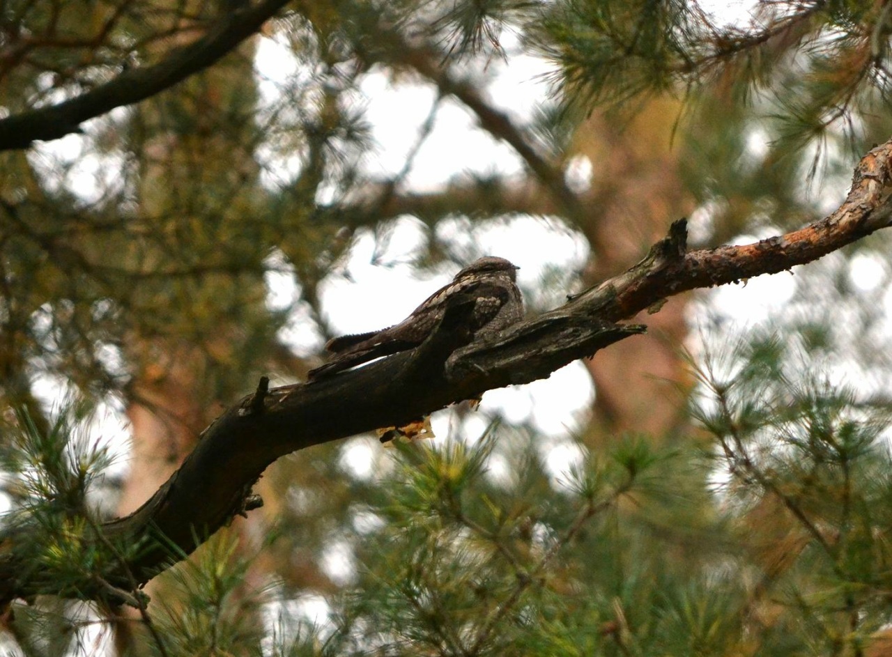 Photo: nightjar sleeping in the branches of a pine.