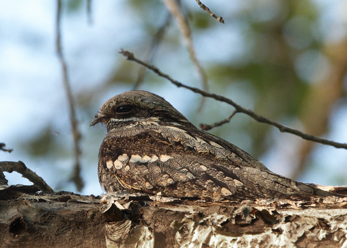 The nightjar has merged with the branch