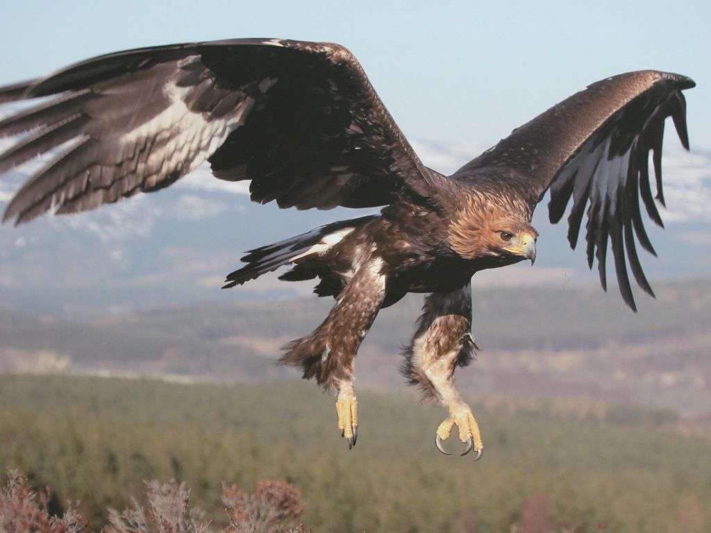 Eagle golden eagle in flight