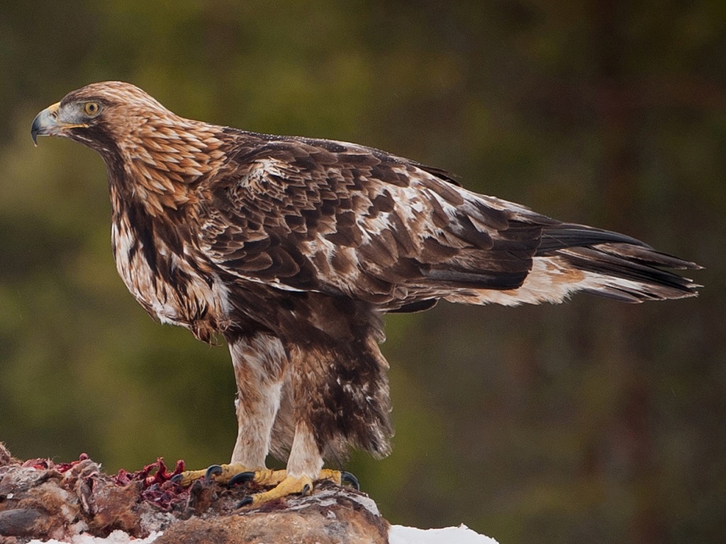 Eagle golden eagle in prey