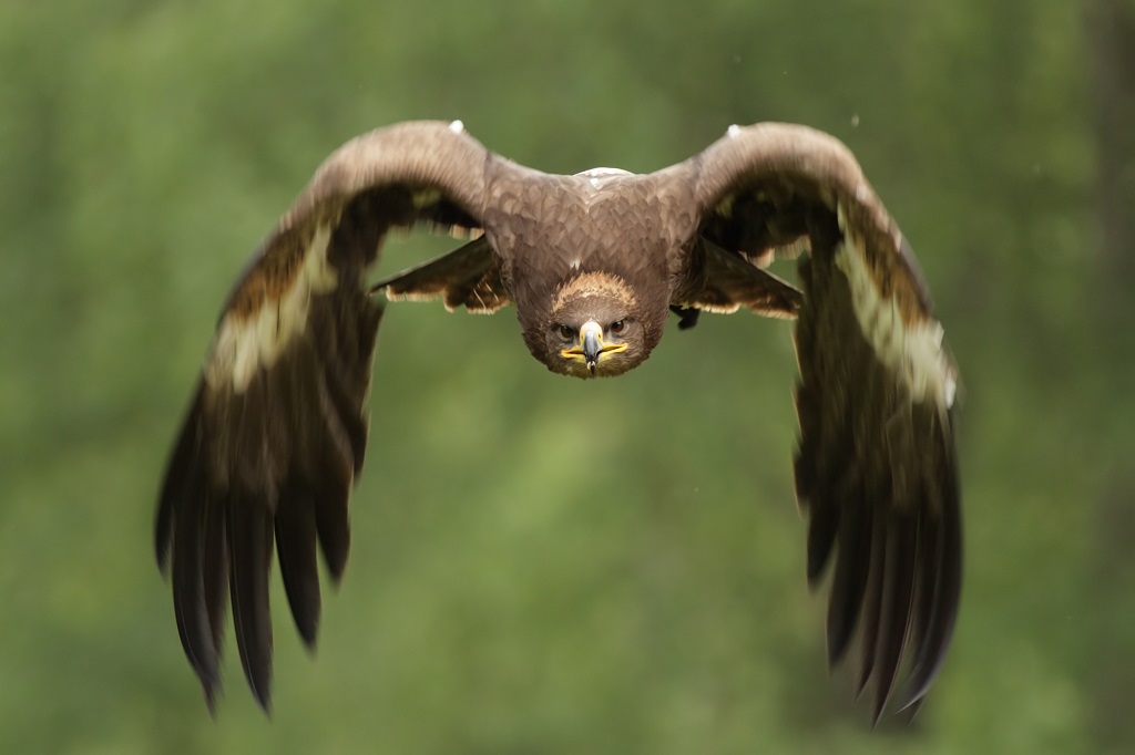 Eagle golden eagle in flight: front view