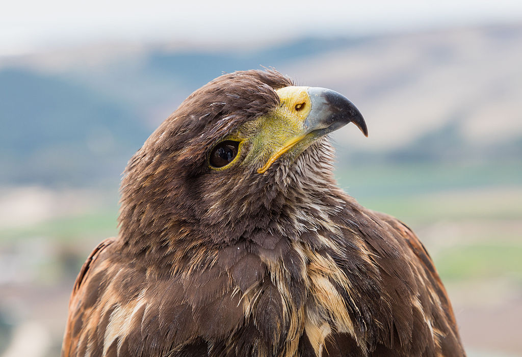 Head of golden eagle close up