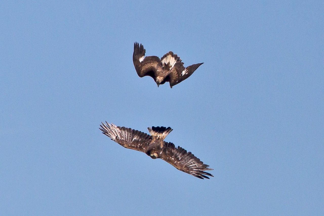 Two golden eagles find out the relationship in flight. The top bird is clearly a teenager