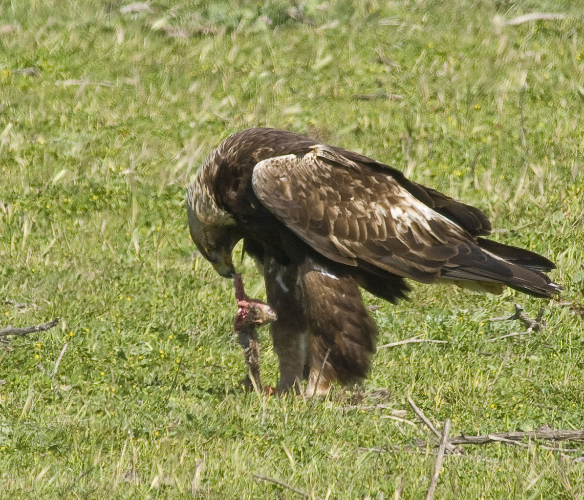 Golden eagle with prey