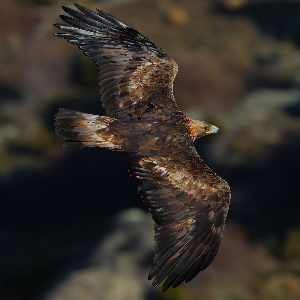 Aguia de aguia dourada en voo