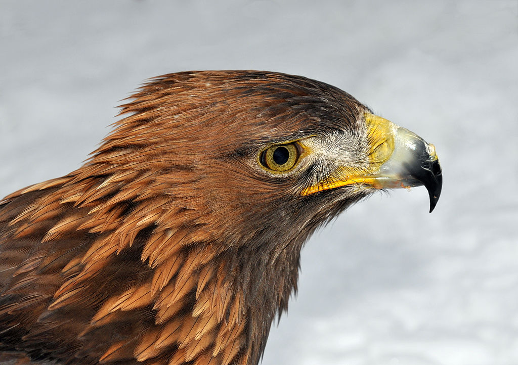Beak golden eagle