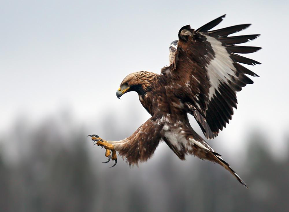 Golden eagle hunts in flight