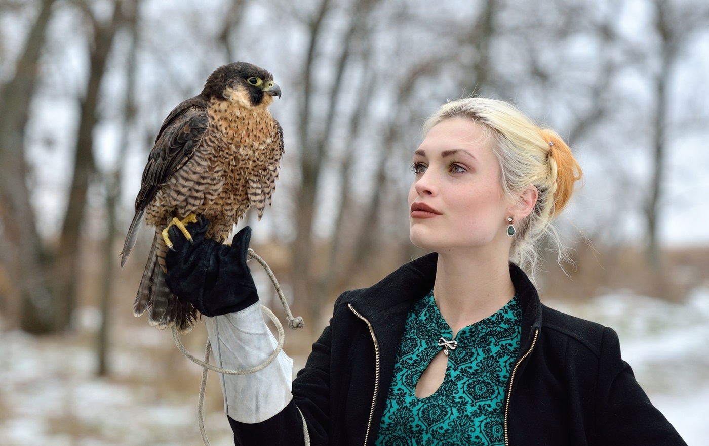 Manual peregrine falcon tamed for hunting