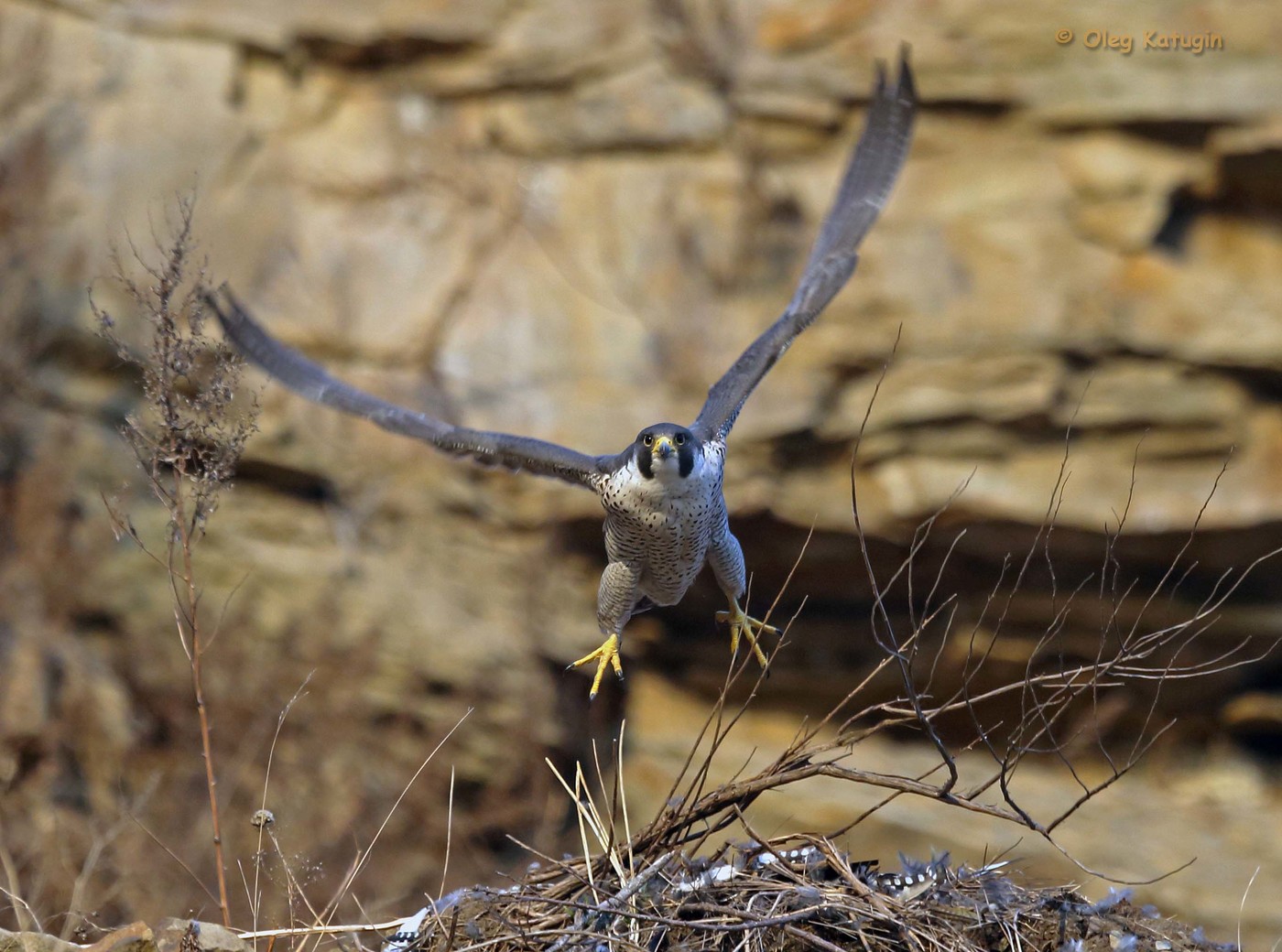 Bird Peregrine Falcon landing on the nest
