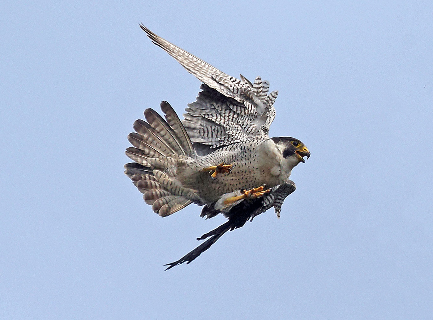Bird Peregrine Falcon skrydžio metu