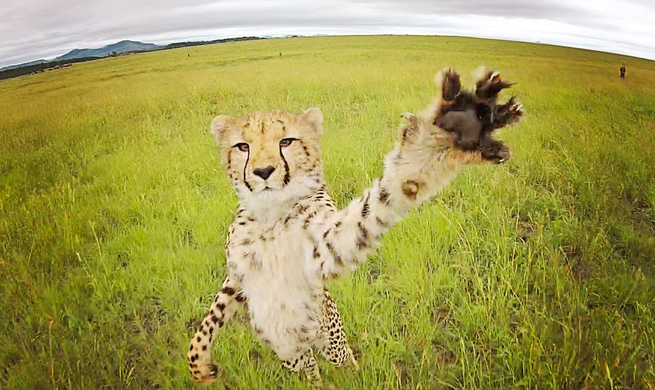 Photo of a cheetah in the grass
