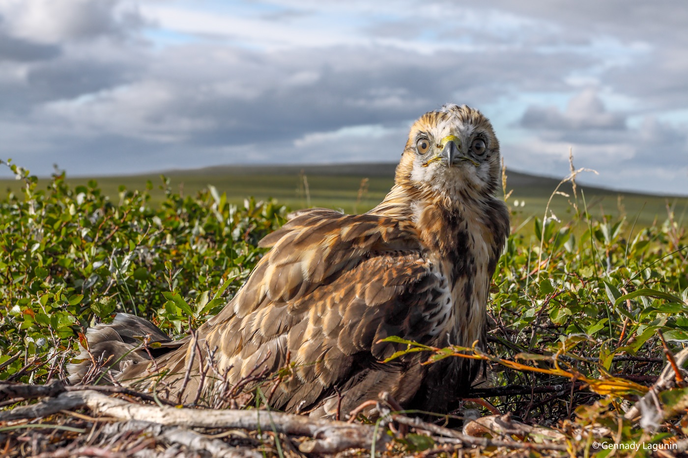Polar Urals, tundra, buzzard in the nest