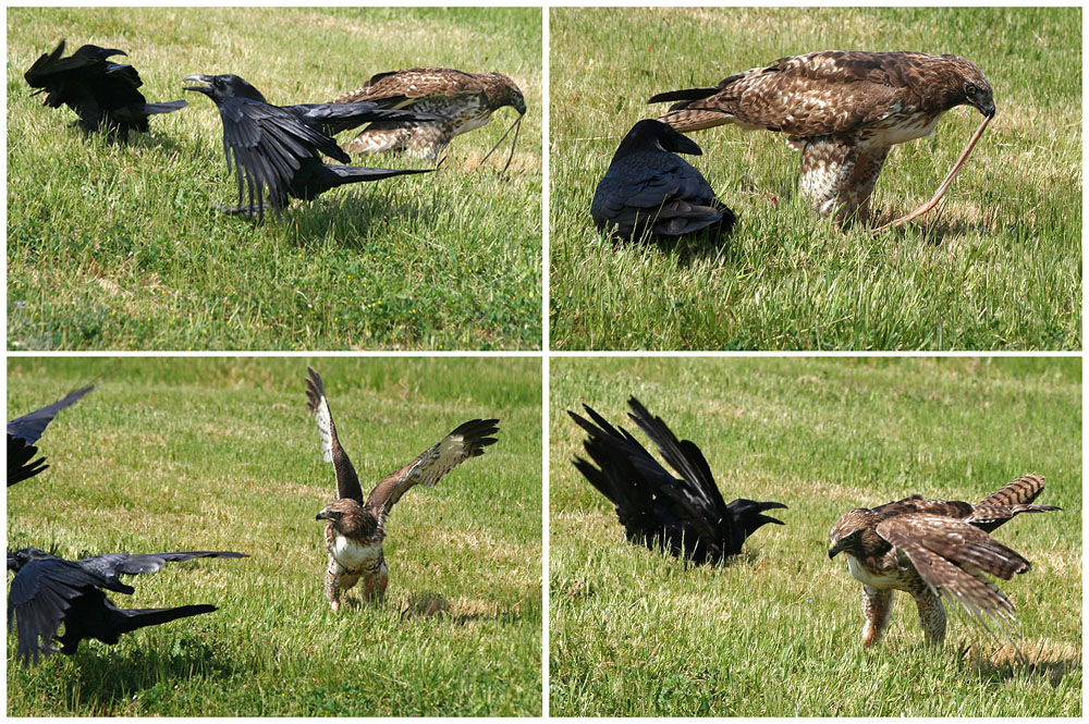 Red-tailed buzzard eats a gopher, and the crows are trying to grab a piece by arrogant moles