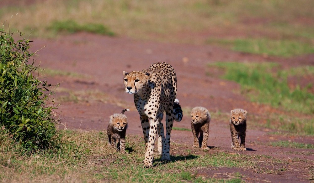 Krásná fotografie geparda