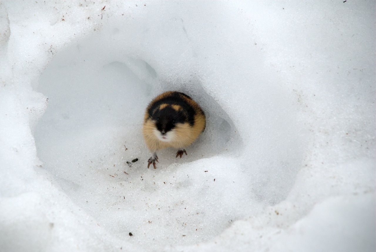 Lemming in the snow
