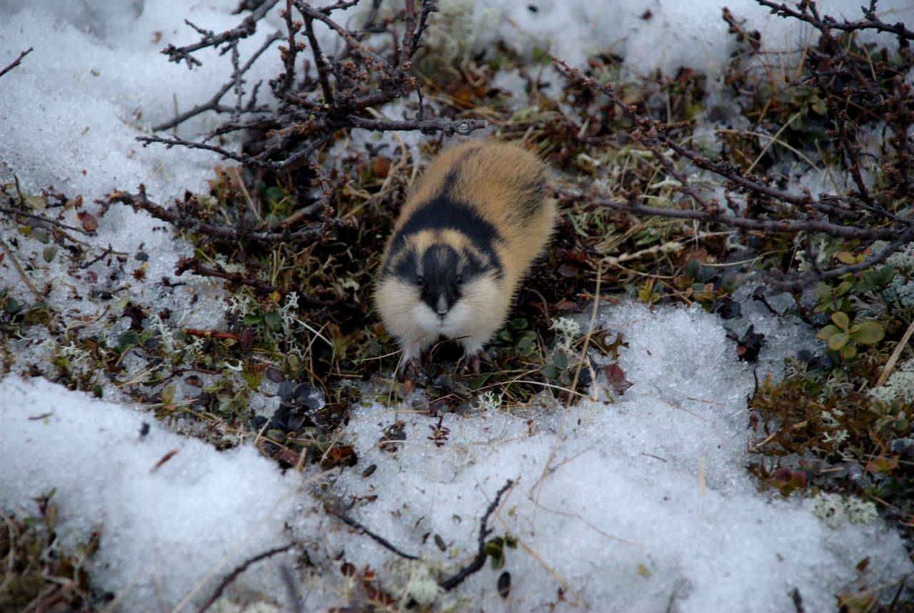 Lemming in the spring
