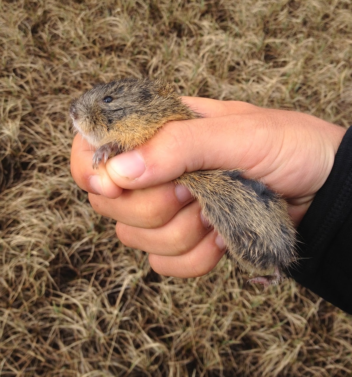 Lemming in human hand