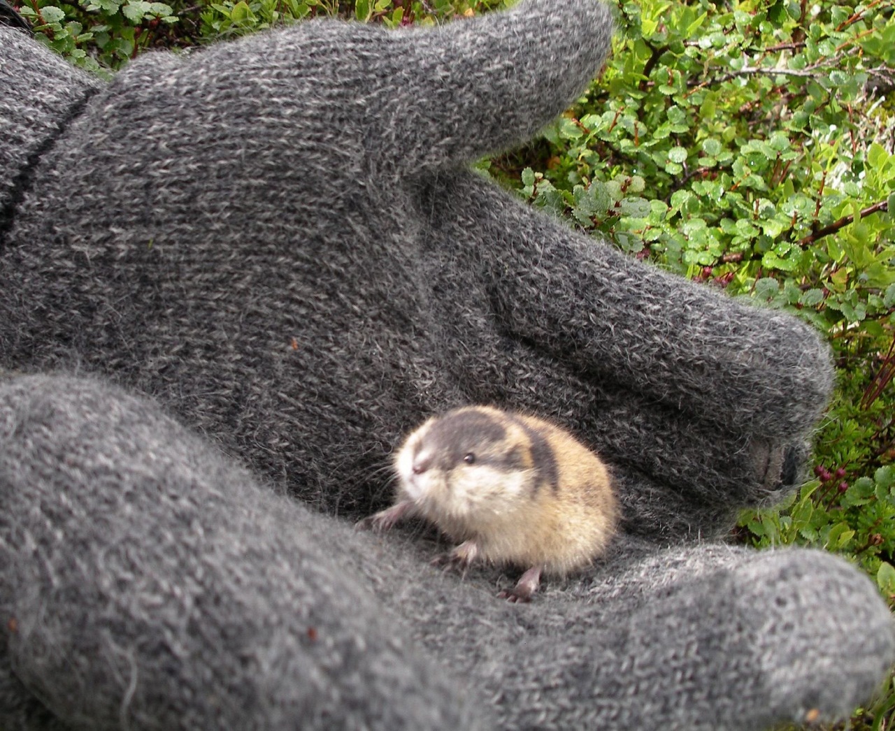 Lemming in the hands of man