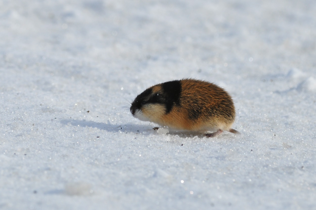 Lemming on the snow