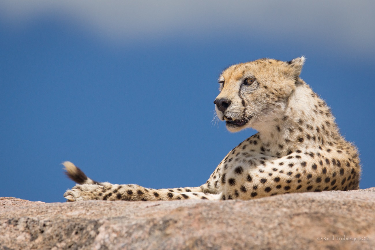 Cheetah preparing to attack, Serengeti Park