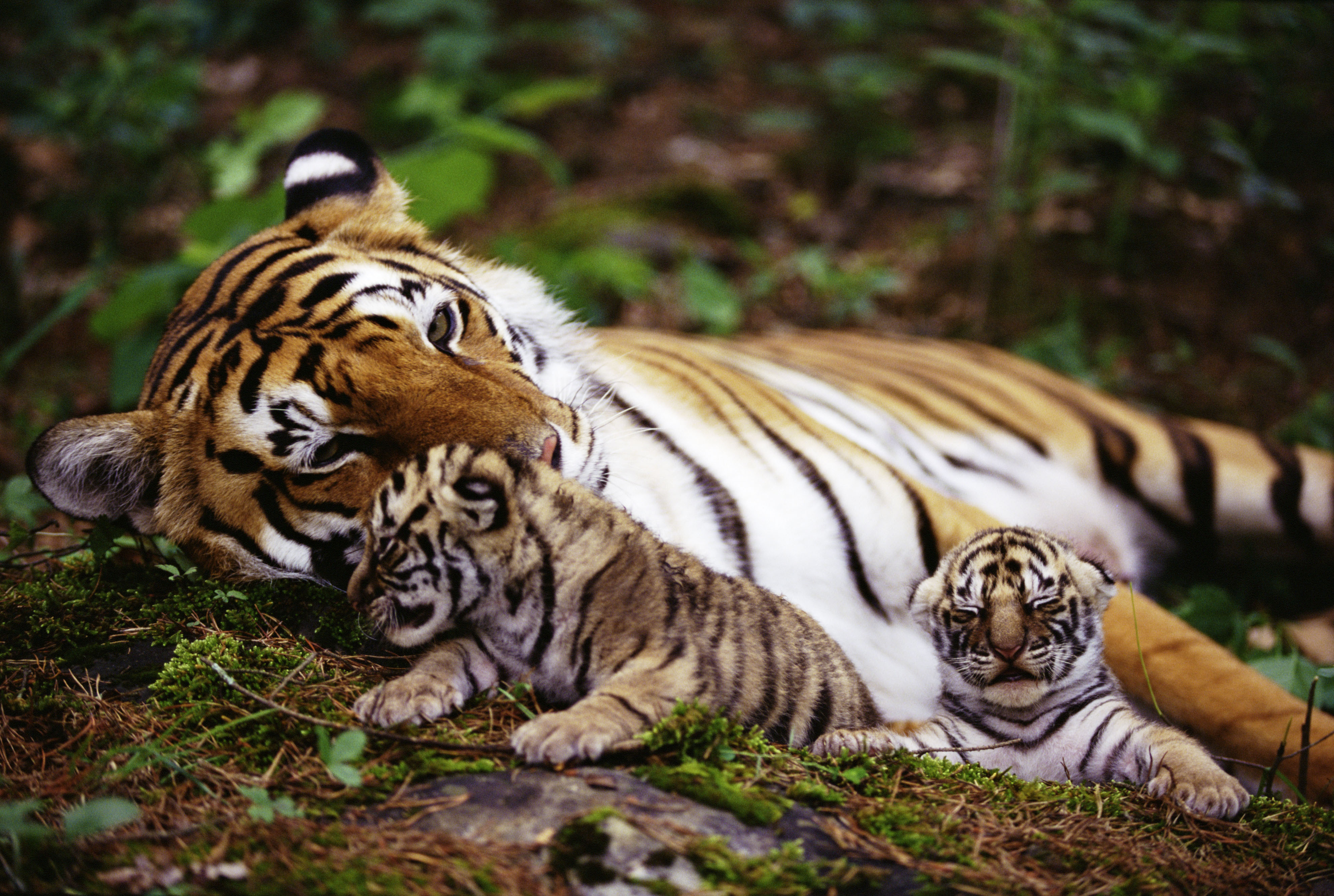 Снимка тигрица с тигърчета
