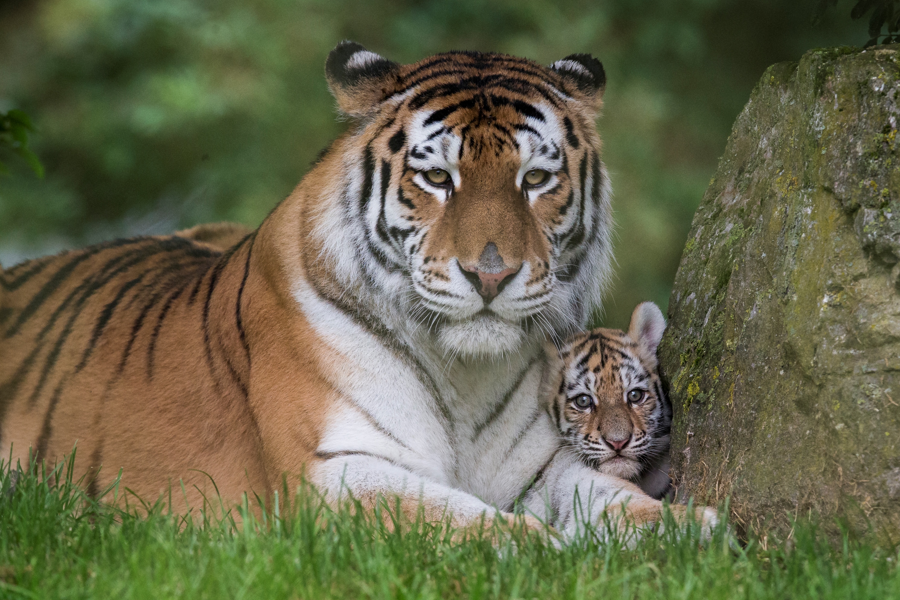 Photo tigress and tiger cub